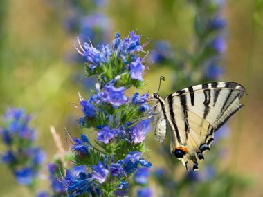 Kısık kırlangıç (Iphiclides podalirius) kelebeği, çiçek açan engerek böcek ilacı bitkisiyle beslenir (Echium vulgare)