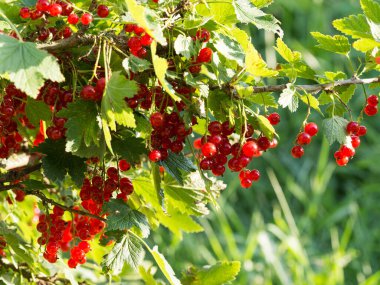 Lezzetli kırmızı frenk üzümü, yazın vitaminli sulu meyve.