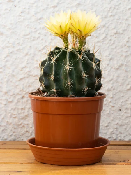 Blüte Des Kaktus Blüten Gelber Farbe Blühende Dornenpflanze — Stockfoto