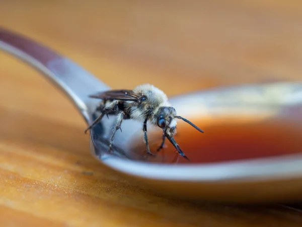 Detalle Abeja Débil Bebiendo Jarabe Azúcar Dulce Cuchara Rescate Ayuda —  Fotos de Stock