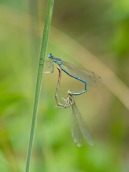 緑の植物に白い足のダムセルフを一致させます 2本の青い羽足 Playcnemis Pennipes 草の緑の刃に座って同時に位置 — ストック写真