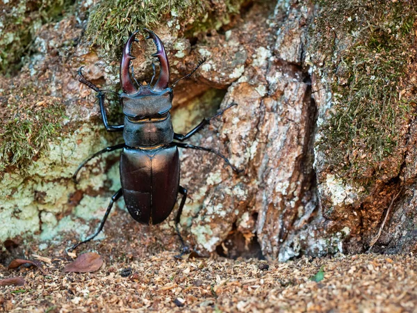 Majestueuze Mannelijke Hertenkever Lucanus Cervus Groot Insect Oude Boomstam — Stockfoto