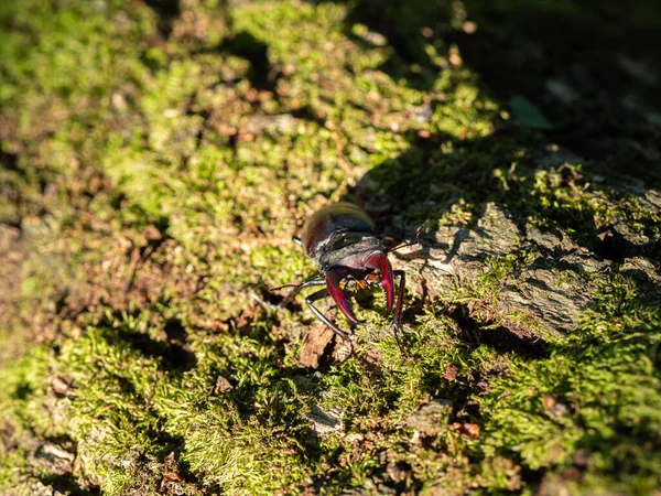 Fenséges Hím Szarvasbogár Lucanus Cervus Nagy Rovar Öreg Fatörzsön — Stock Fotó