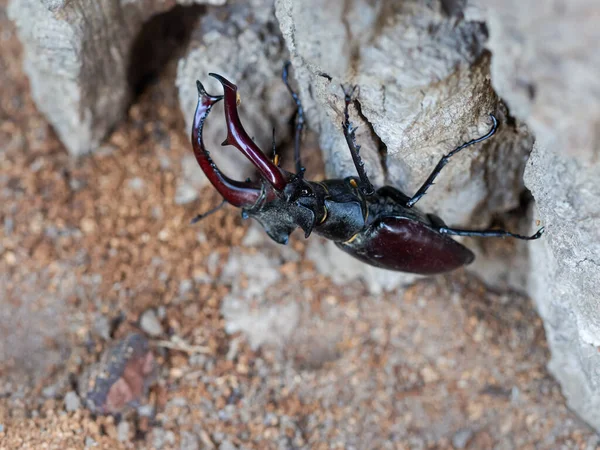 Fenséges Hím Szarvasbogár Lucanus Cervus Nagy Rovar Öreg Fatörzsön — Stock Fotó