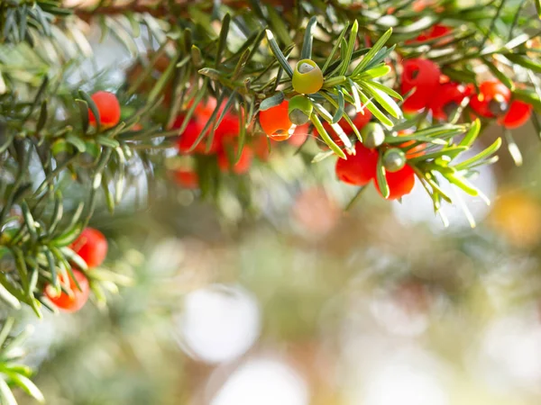 Red Berries Yew Conifer Taxus Baccata Detail Branches Background Sunlight — Stock Photo, Image