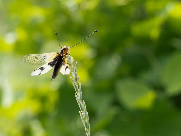 Owlfly Libelloides Macaronius Pes Žlutý Černý Hmyz Trávě — Stock fotografie