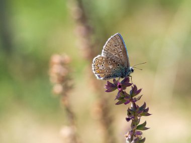 Adonis blue male (Polyommatus bellargus) kelebek yaz otlağında çiçek açıyor