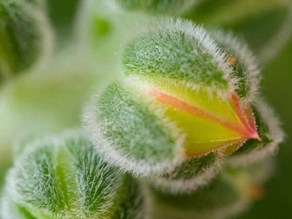 Echeveria Setosa Mexikói Keksz Örökzöld Zamatos Növény Virágzásának Részletei — Stock Fotó