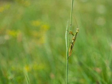 Peygamber devesi (Mantid dini) otların, böceklerin ve pusucu yırtıcıların üzerinde