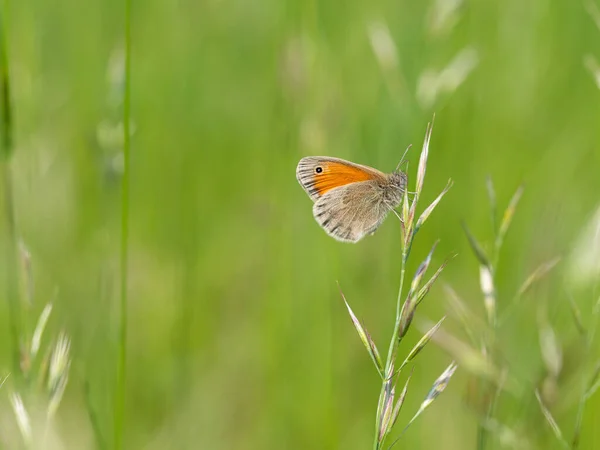 Mały Wrzosowisko Coenonypha Pamphilus Motyl Źdźbło Trawy Zielone Tło Łąki — Zdjęcie stockowe