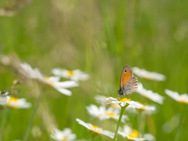 Маленькая Вереск Coenonympha Pamphilus Бабочка Цветущем Цветке Leucanthemum Зеленый Луг — стоковое фото