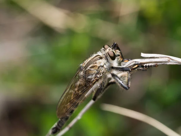 Vražedkyně Asilidae Lupič Létat Detailní Záběr Hmyzu Usazeného Travní Čepeli — Stock fotografie