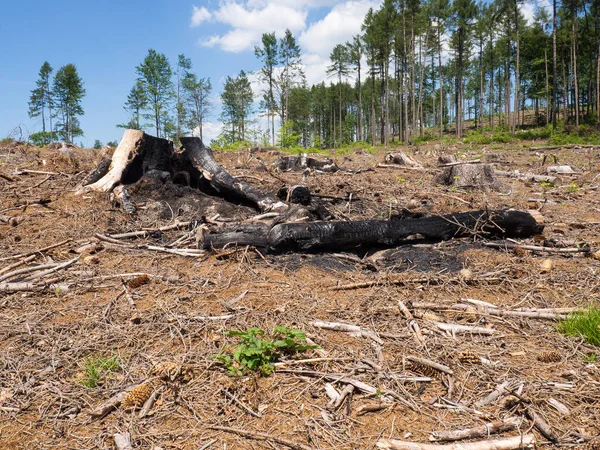 Charred stump and log in forest, drought in summer, danger of forest fires