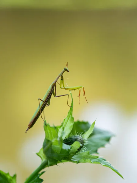 Praying mantis (Mantis religiosa) portrait on green leaf, insect, ambush predator