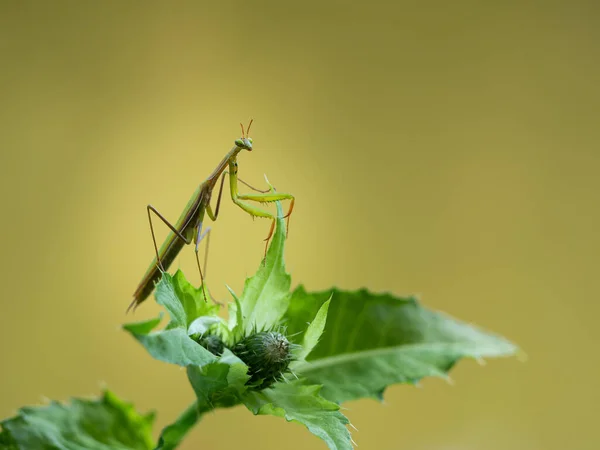緑の葉 待ち伏せ捕食者についてのカマキリ Mantis Ligiosa の肖像画を祈る — ストック写真