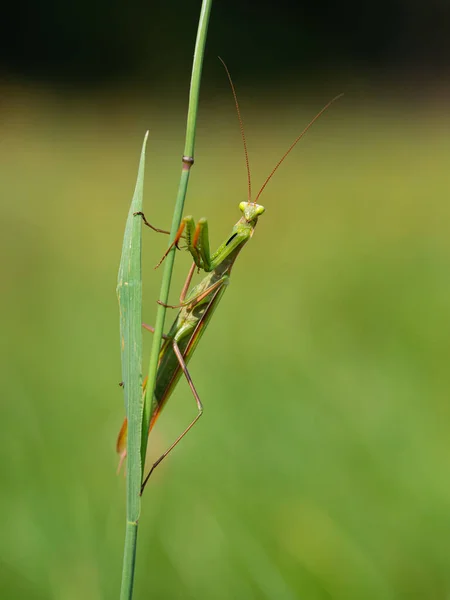 待ち伏せ捕食者の刃にカマキリ マンティス宗教 を祈る — ストック写真