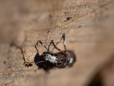 Mantar Weewil Platystomos albinus dişi böcek, tahtadan arka plandaki böceğin ayrıntıları.