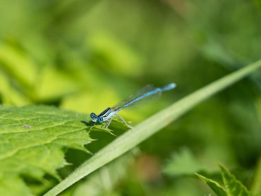 Beyaz bacaklı kız sineği (Platycnemis pennipes) erkek güneşli yaz gününde yeşil yaprakta oturuyor