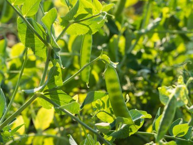Güneşli yaz gününde yeşil bezelye kabuklarıyla bahçede yetişen bezelye bitkisinin ayrıntıları