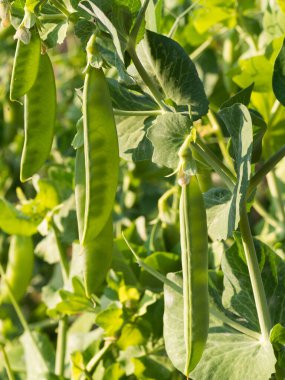 Güneşli yaz gününde yeşil bezelye kabuklarıyla bahçede yetişen bezelye bitkisinin ayrıntıları