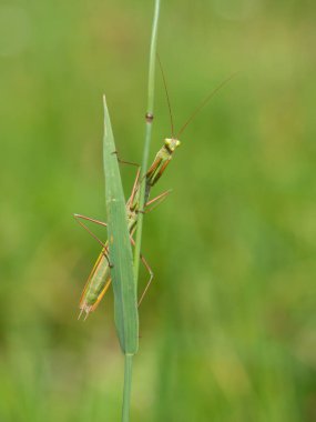 Peygamber devesi (Mantid dini) otların, böceklerin ve pusucu yırtıcıların üzerinde