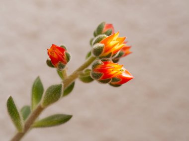 Echeveria setosa, Meksikalı ateş kırıcı, yemyeşil sulu bitkinin çiçek detayı