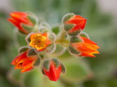 Echeveria setosa, Meksikalı ateş kırıcı, yemyeşil sulu bitkinin çiçek detayı