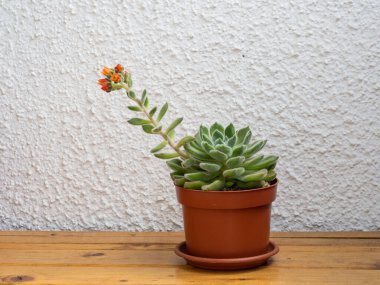 Echeveria setosa, Meksika ateş krakeri, yemyeşil sulu bitkiler