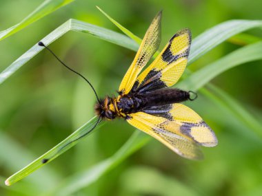 Owlfly Libelloides erkek, çimlerin üzerinde sarı ve siyah böcek.