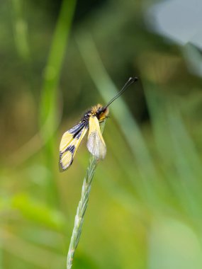 Owlfly Libelloides erkek, çimlerin üzerinde sarı ve siyah böcek.