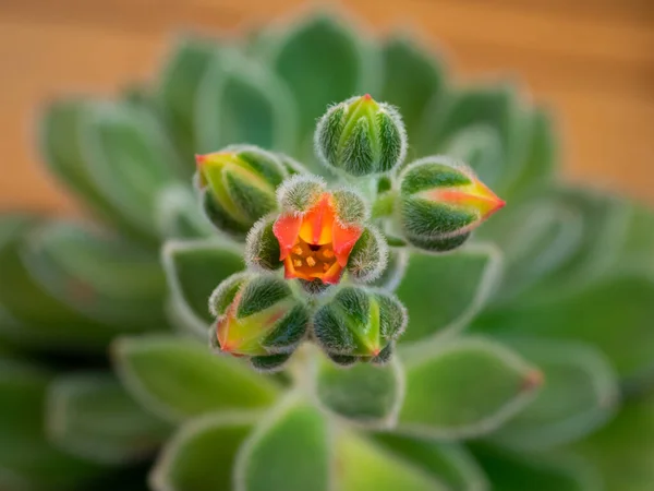 Echeveria Setosa Mexikanischer Feuercracker Detail Der Blüte Der Immergrünen Sukkulente — Stockfoto