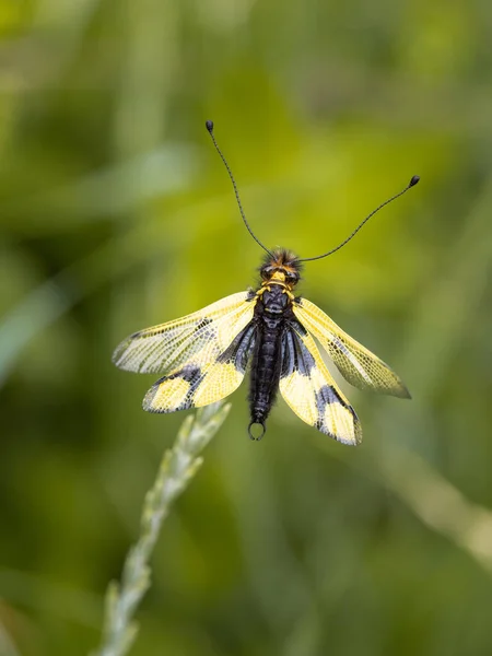 Eulenfliege Libelloides Macaronius Männlich Gelbes Und Schwarzes Insekt Auf Gras — Stockfoto