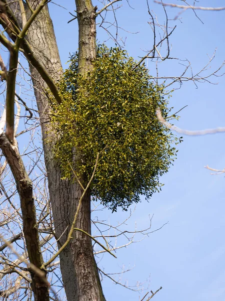 Vischio Album Viscum Con Bacche Bianche Che Crescono Sugli Alberi — Foto Stock