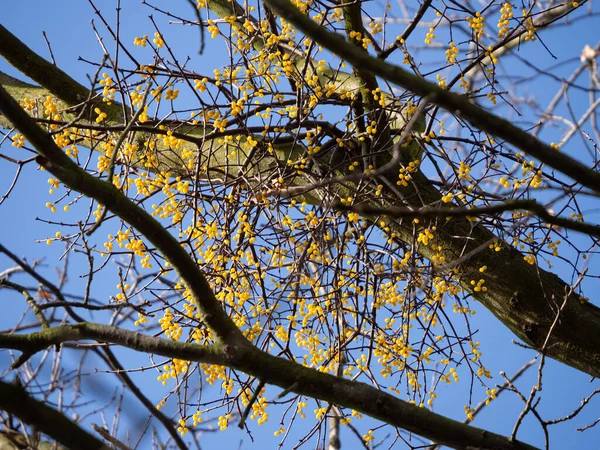 유럽산 Loranthus Europaeus 겨울에 나무에서 자라는 노란색 열매를 포함하고 — 스톡 사진