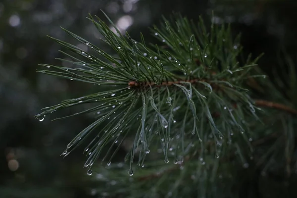 Raindrops Spruce Branches — Stock Photo, Image