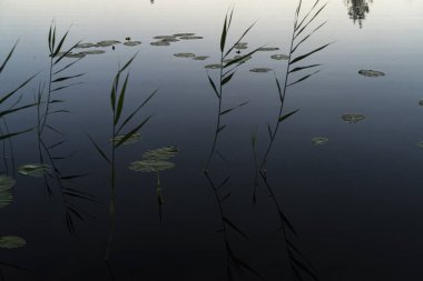 Suyun içinde sazlıklar ve nilüferler