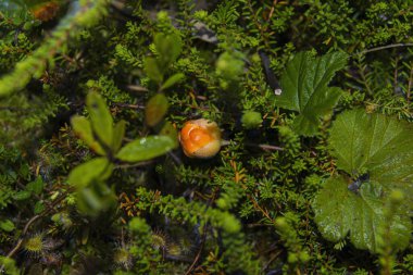 Olgunlaşmak üzere olan dutun yakın plan çekimi.