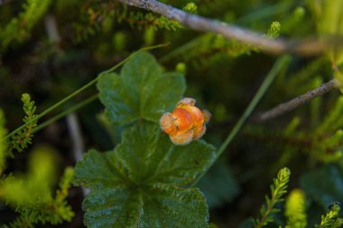 Olgunlaşmak üzere olan dutun yakın plan çekimi.