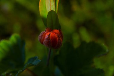 Olgunlaşmak üzere olan dutun yakın plan çekimi.