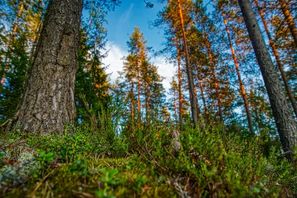 Kuzey Rusya 'daki Çam Ormanı
