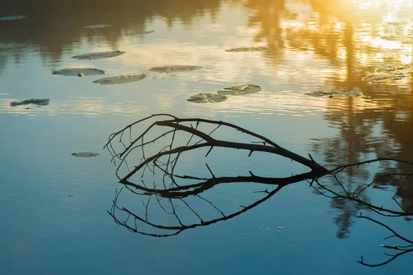 Rama Madera Muerta Reflejada Agua Del Lago Durante Amanecer —  Fotos de Stock