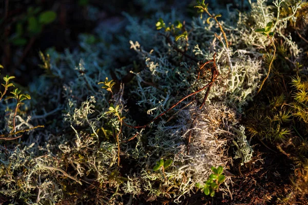 Sabah çiğ taneleri yosun ve yosunlarda