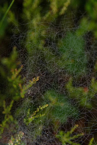 Orvalho Matinal Teia Aranha — Fotografia de Stock