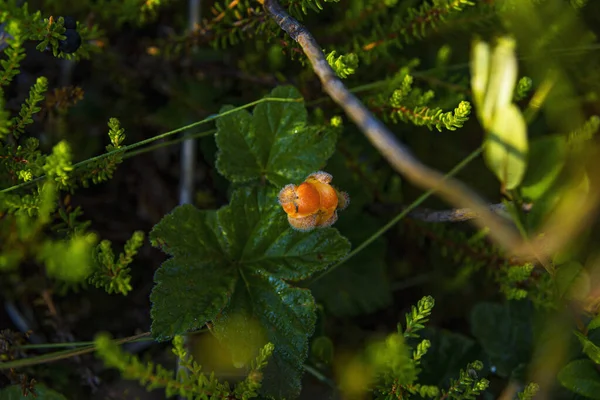 Close Almost Matured Cloudberry — Stock Photo, Image