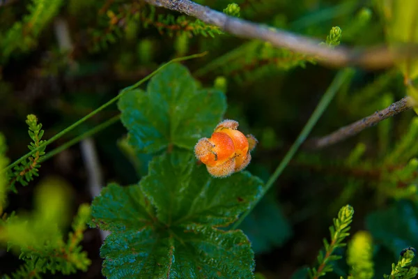 Olgunlaşmak üzere olan dutun yakın plan çekimi.