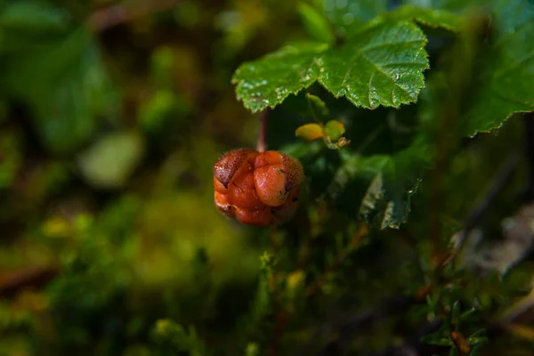 Close Cloudberry Quase Amadurecido — Fotografia de Stock