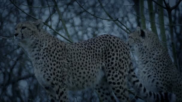 Cheetahs Noite — Vídeo de Stock