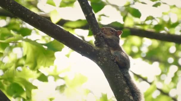 Eichhörnchen Hoch Oben Auf Ast Wind — Stockvideo