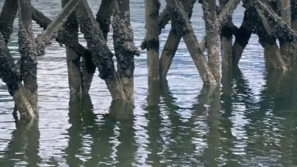 水の上を反映して桟橋の足 — ストック動画