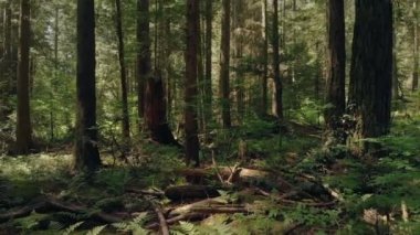 Güneş ve gölge kayma üzerinde orman zemini